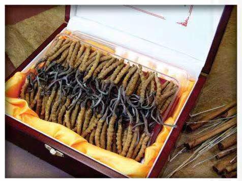 大朗镇冬虫夏草回收